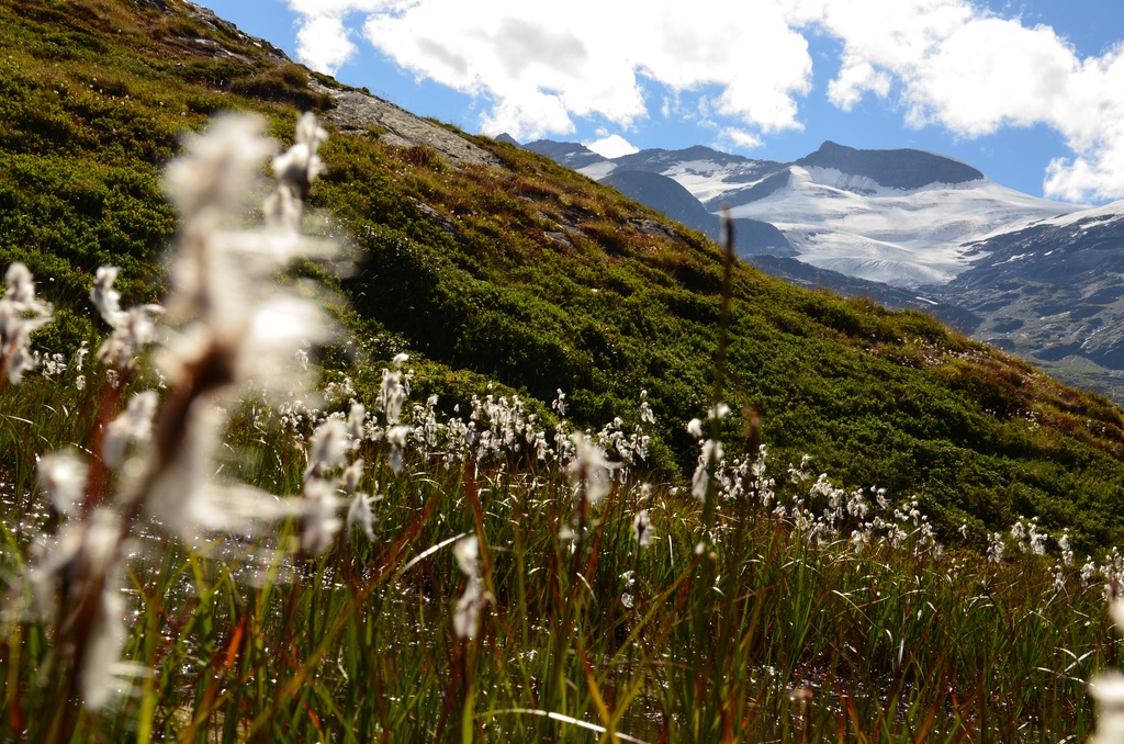 2015-07 Savoie/Lac blanc/DSC_0310.JPG